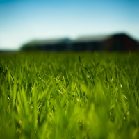  Grass
